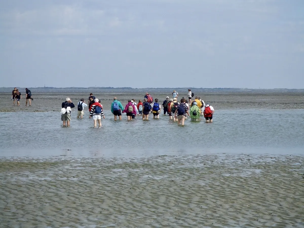Eine Gruppe von Menschen watet durch flaches Wasser auf einem Wattenmeer.