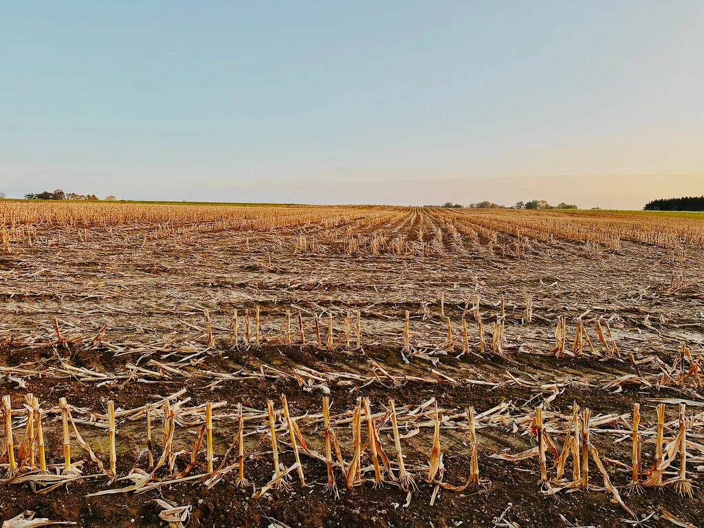 Ein abgeerntetes Maisfeld mit verbliebenen Maishalmen erstreckt sich bis zum Horizont unter einem klaren Himmel.