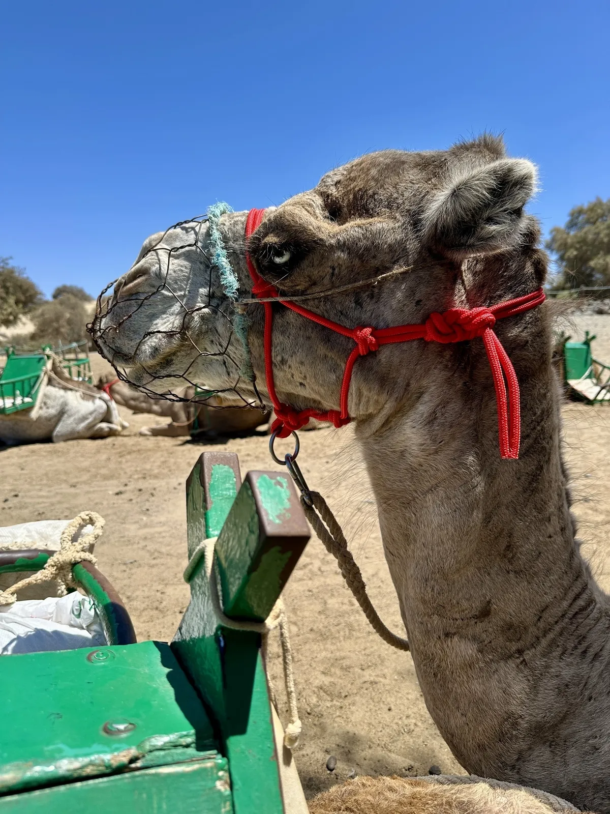 Ein Dromedar mit rotem Halfter steht auf sandigem Boden in den Dünen von Maspalomas.