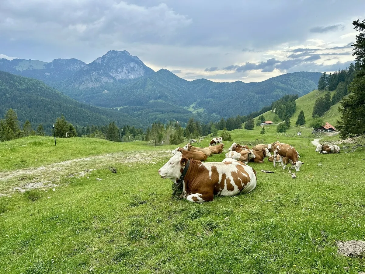 Eine Gruppe braun-weißer Kühe liegt und ruht auf einer grünen Bergwiese im Vordergrund. Dahinter erstreckt sich eine Berglandschaft mit bewaldeten Hängen und einem markanten Bergmassiv unter einem bewölkten Himmel.