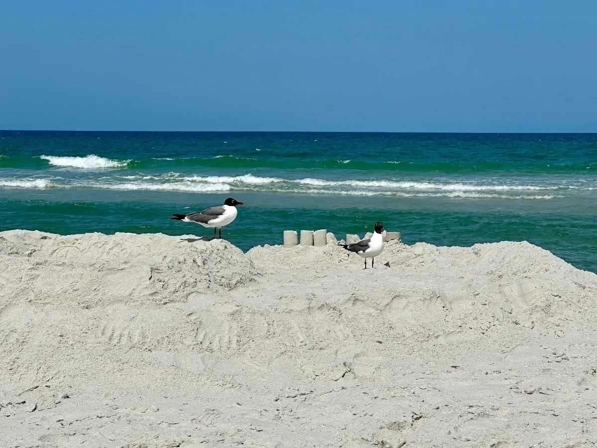 Zwei Möwen (Lachmöwen) stehen auf einem Sandhügel am Strand. Im Hintergrund ist das blaue Meer mit leichten Wellen und ein klarer, blauer Himmel zu sehen.