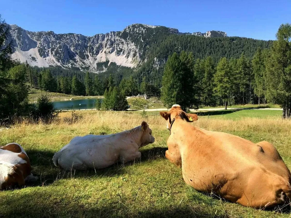 Kühe an der Bergstation des Petzen