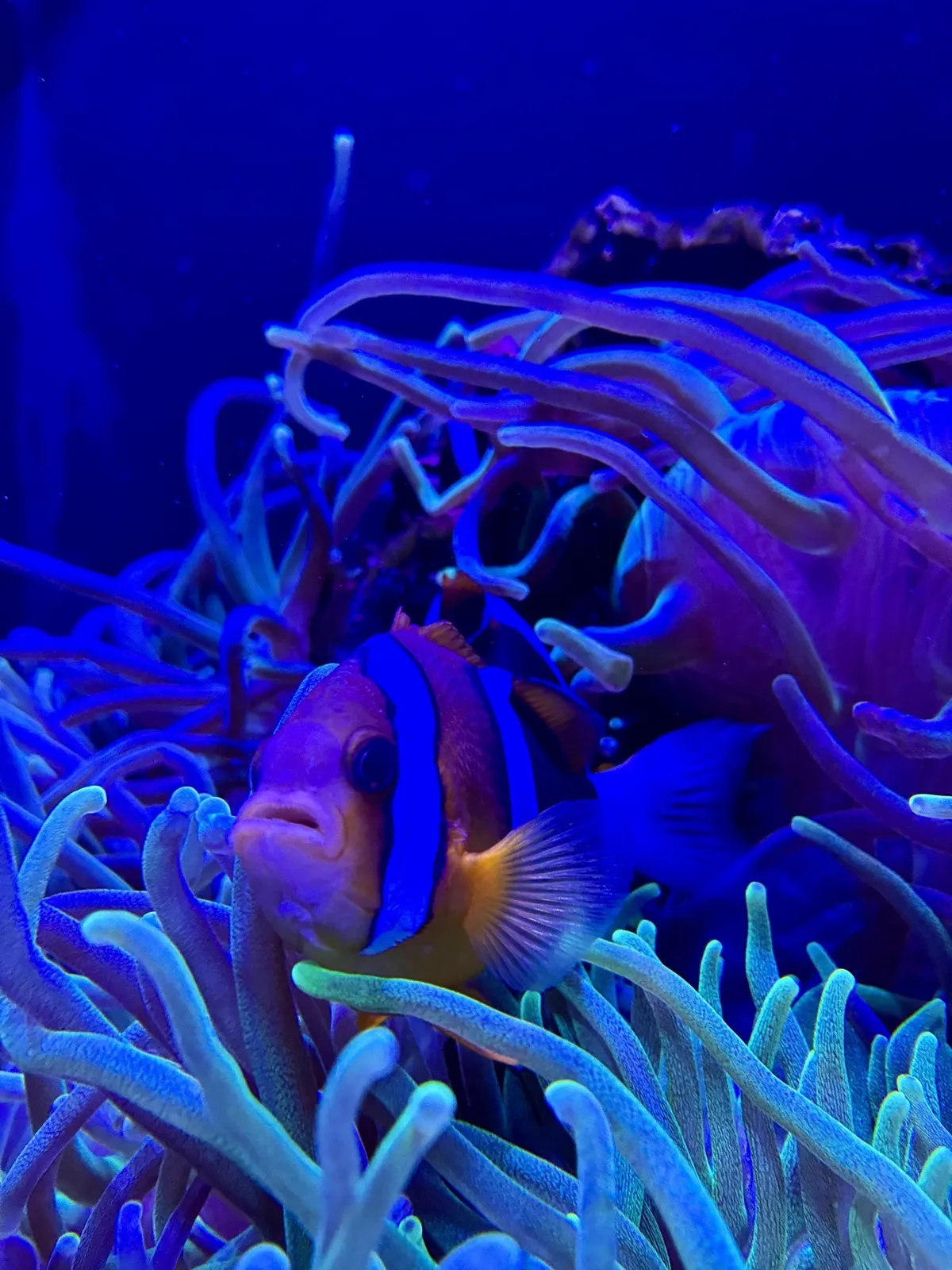 Ein Clownfisch schwimmt zwischen blauen und violetten Korallen und Seeanemonen.
