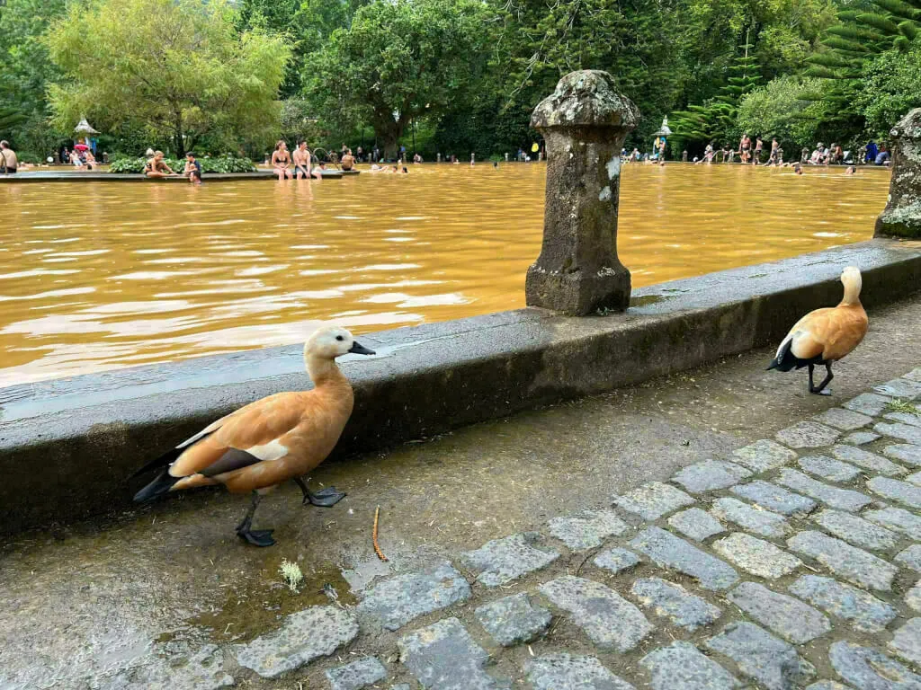 Zwei Enten laufen auf einem gepflasterten Weg entlang eines braunen Teiches, während im Hintergrund Menschen im Wasser sind.