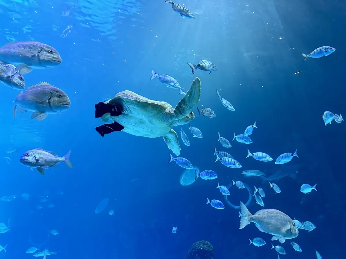 Eine Meeresschildkröte schwimmt inmitten einer Gruppe von Fischen im klaren blauen Wasser.