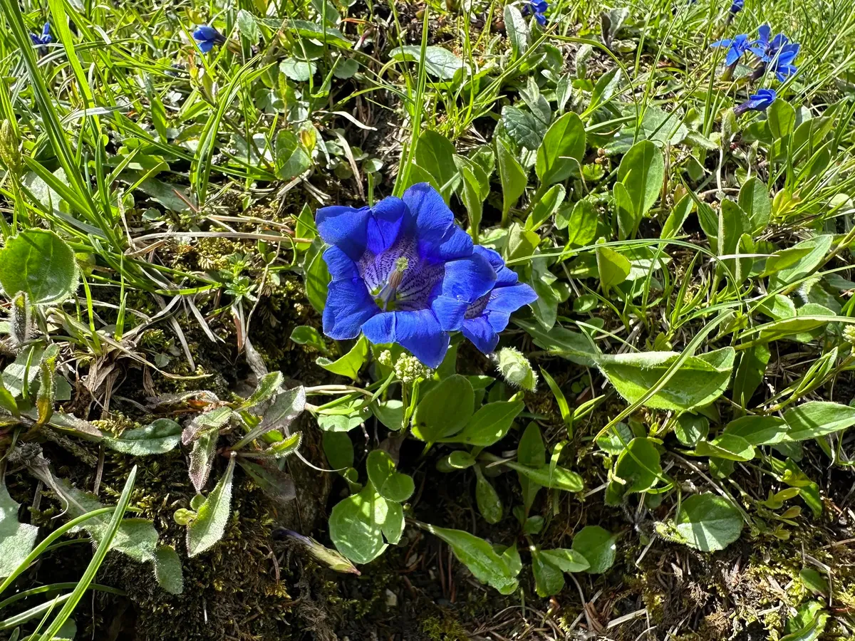Eine blaue Blume wächst zwischen grünen Blättern auf einem grasbewachsenen Boden.