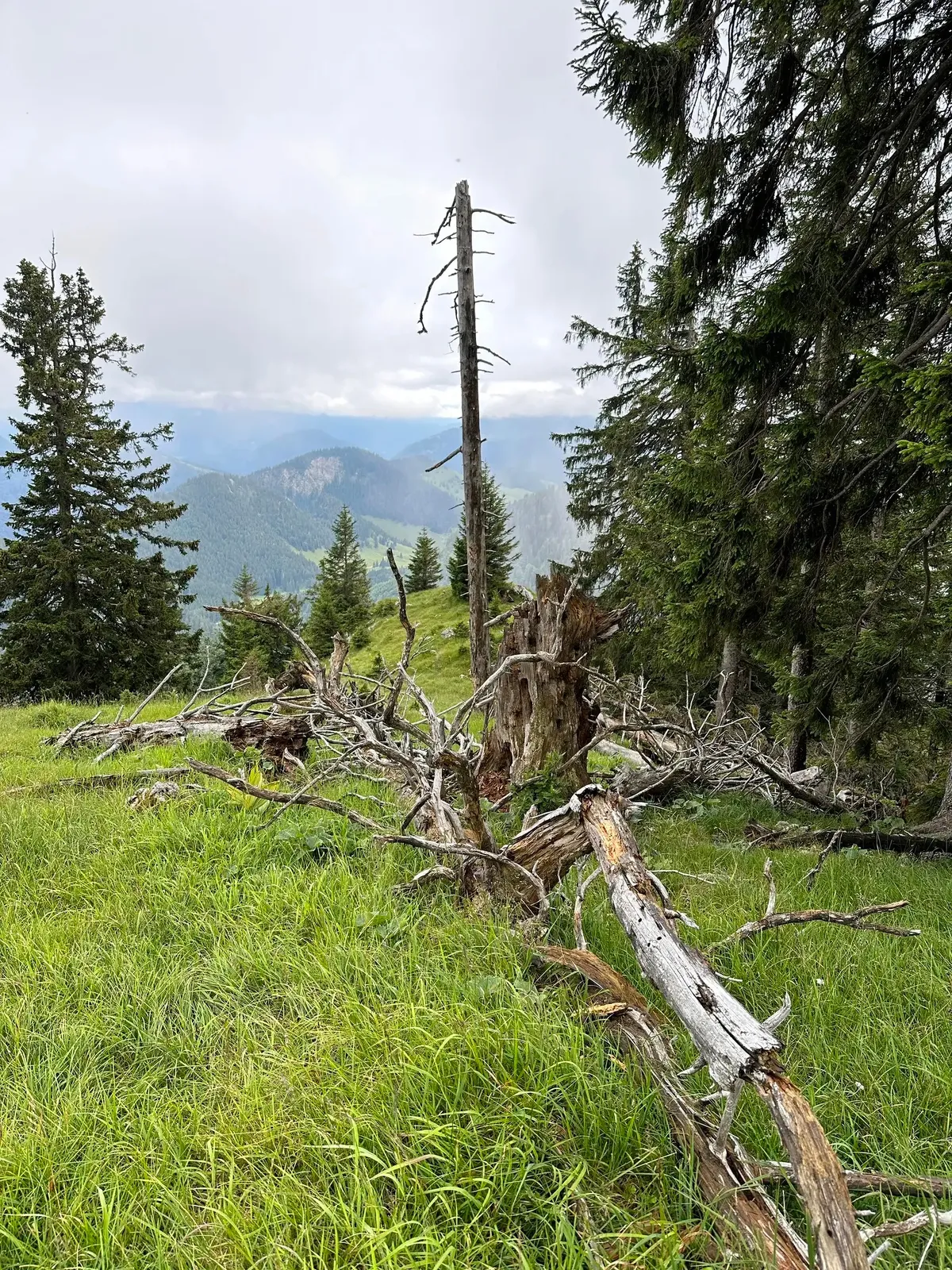 Eine malerische Berglandschaft zeigt einen umgestürzten Baumstamm auf einer grünen Wiese, umgeben von Tannen und bergiger Hintergrundkulisse.