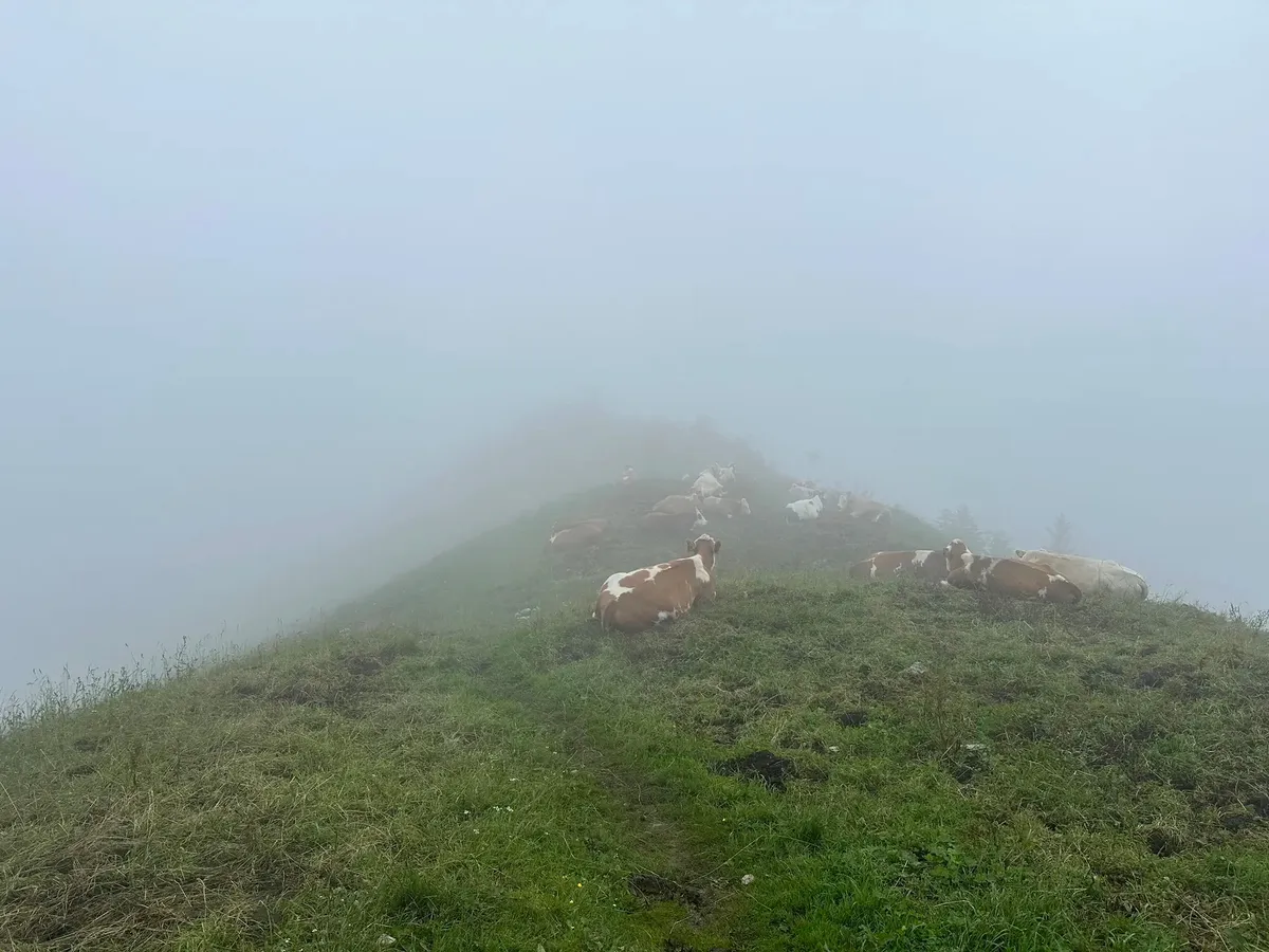 Auf einem grasbewachsenen Hügel liegen mehrere Kühe in dichter Nebelumgebung.