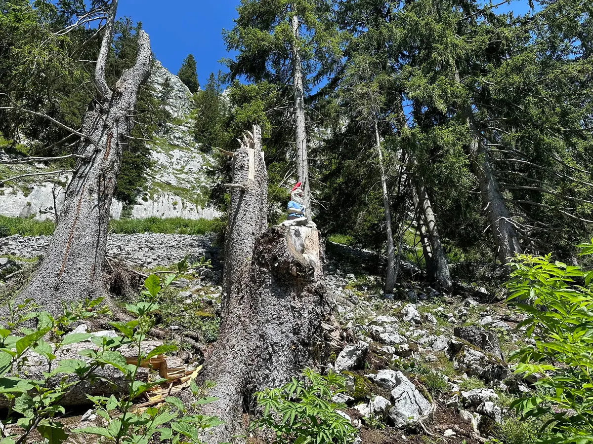 Eine Waldboden-Szene mit großen, kahlen Baumstämmen und einem bemoosten Baumstumpf, auf dem ein kleiner Steinmann oder ein Steinhaufen liegt. Im Hintergrund erheben sich grüne Nadelbäume und Felsen.