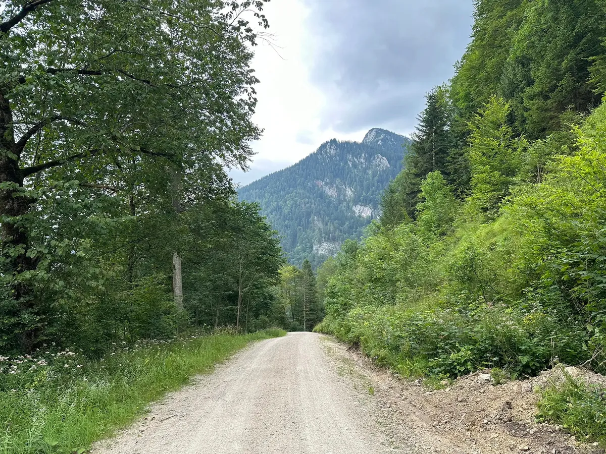 Ein breiter, geschotterter Forstweg, der durch einen dichten Mischwald in ein Tal führt. Im Hintergrund erheben sich steile, dicht bewaldete Berghänge unter einem bewölkten Himmel.