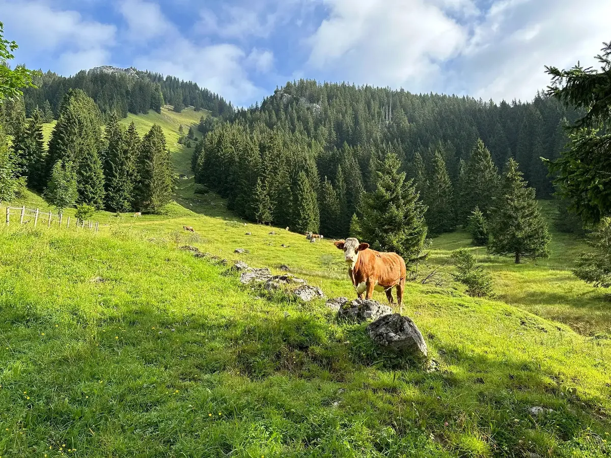 ine braune Kuh steht auf einer grünen Bergwiese im Vordergrund, flankiert von Felsen und Nadelbäumen. Im Hintergrund erstreckt sich ein dichter Nadelwald einen steilen Berghang hinauf, unter einem hellen, blauen Himmel mit einigen Wolken.