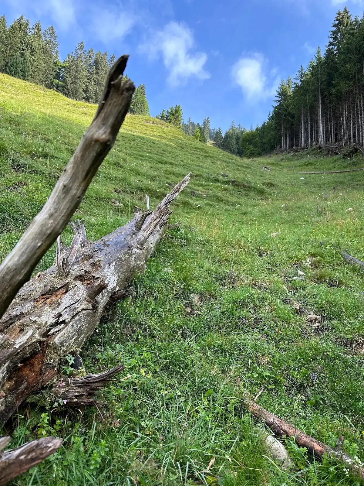 Ein umgestürzter, verrottender Baumstamm liegt im Vordergrund einer steilen, grasbewachsenen Almwiese. Rechts säumt ein dichter Nadelwald den Hang, der unter einem hellen, leicht bewölkten Himmel in die Höhe führt.