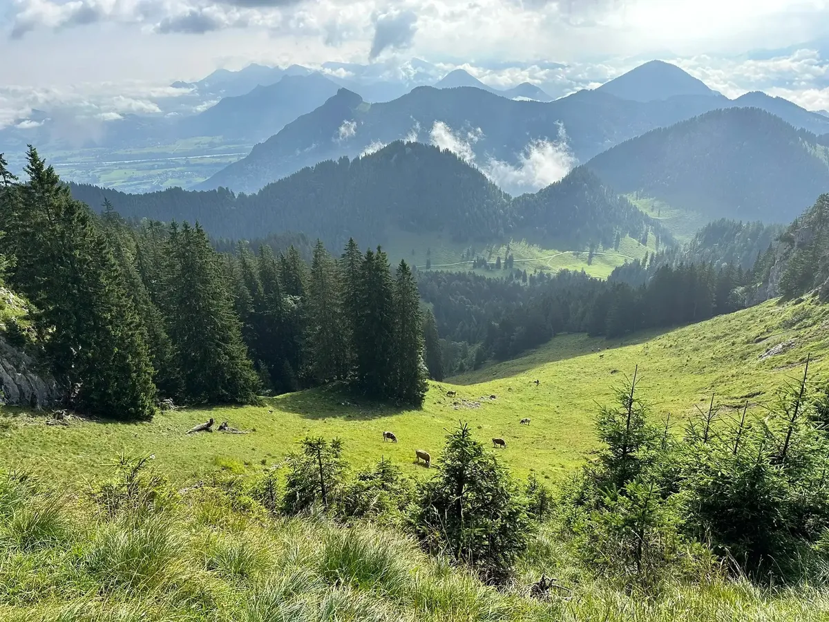 Eine weite Panoramaansicht über ein grünes Almtal, in dem Kühe weiden. Im Vordergrund stehen Nadelbäume und Büsche. Dahinter erstrecken sich bewaldete Berge und Hügel, die teilweise in Wolken und Nebel gehüllt sind.