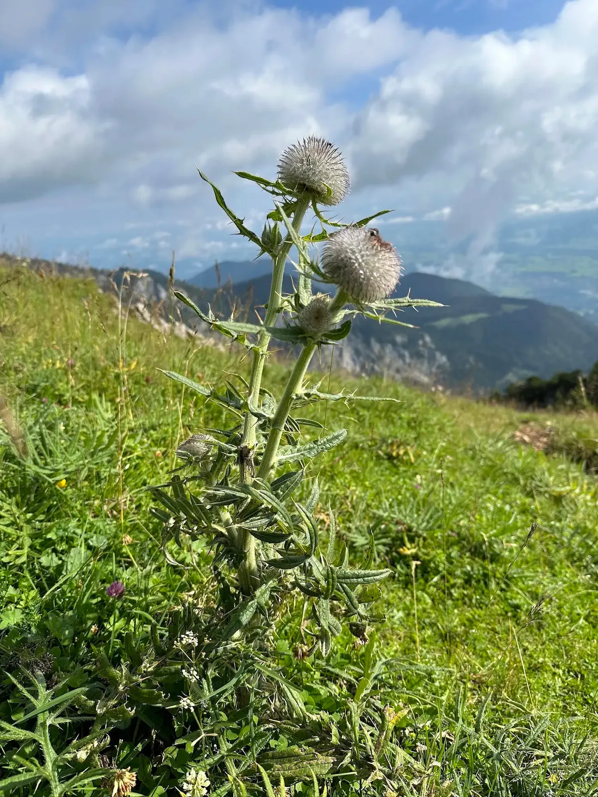 Nahaufnahme einer Distel mit kugelförmigen, weißen Blütenständen auf einer Bergwiese. Im Hintergrund sind Berge und ein Tal unter blauem Himmel zu sehen.