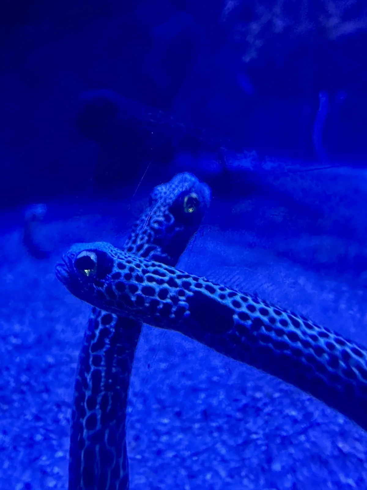 Zwei Röhrenwürmer mit gepunktetem Muster stecken im Sand in einem blauen, beleuchteten Unterwasserumfeld.