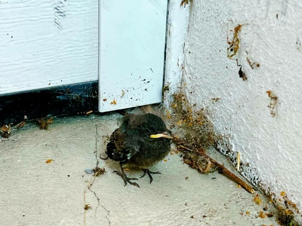Aus dem Nest gefallenes Rotschwänzchen