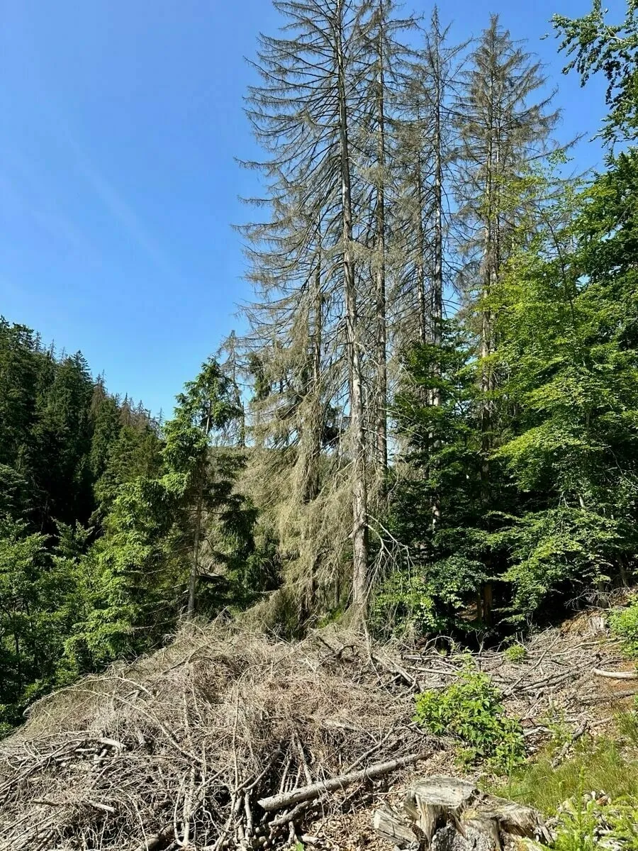 Ein Wald mit teilweise abgestorbenen Bäumen und herumliegenden Ästen unter einem klaren blauen Himmel.