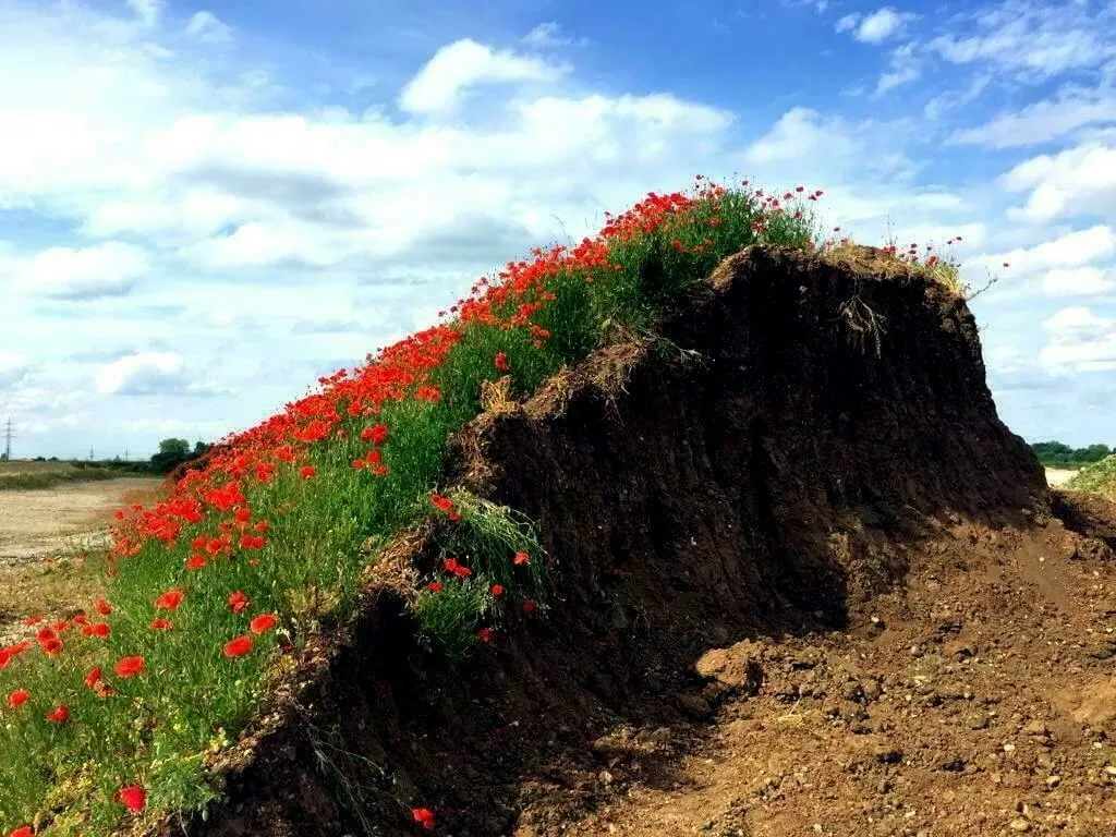 Blühender Klatschmohn auf einem Sandhaufen einer Baustelle