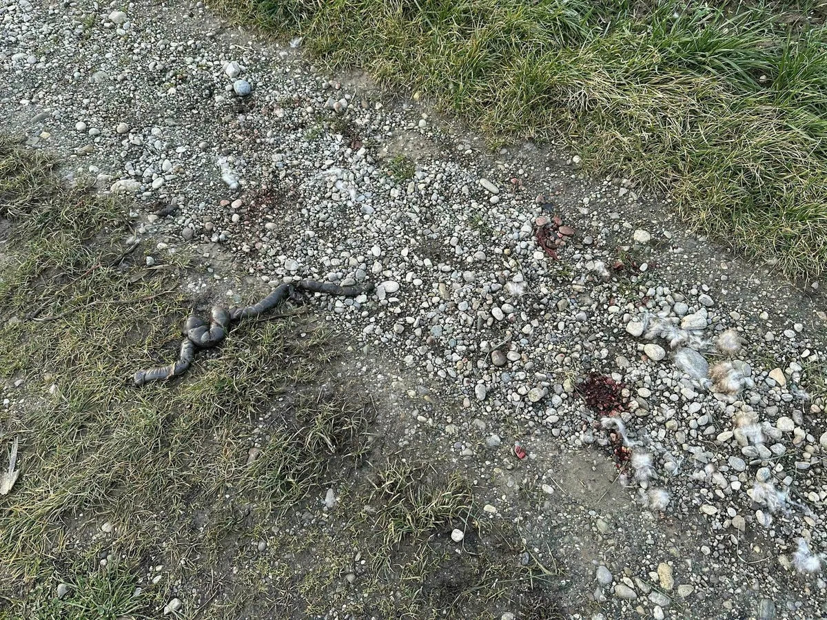 Ein Darm von einem Wildtier liegt auf einem Feldweg