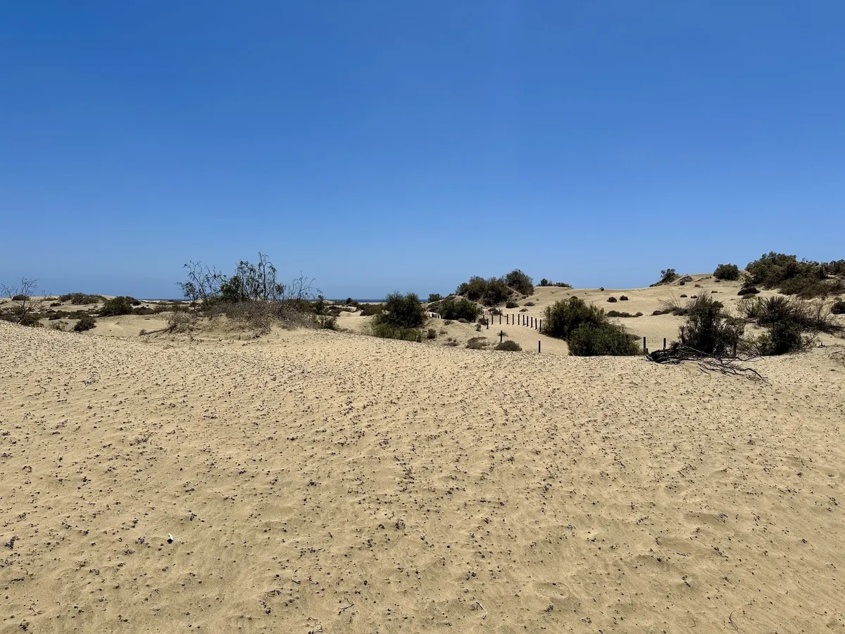 Weite sandige Dünenlandschaft in Maspalomas unter klarem blauem Himmel mit vereinzelten Büschen.
