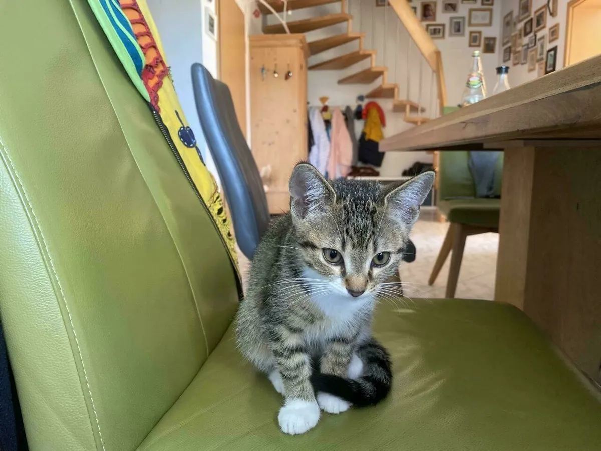 Das kleine Mischlingskätzchen Molli sitzt auf einem grünen Lederstuhl