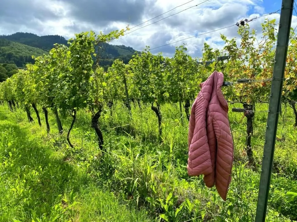 Eine vergessene Jacke in den Staufener Weinbergen