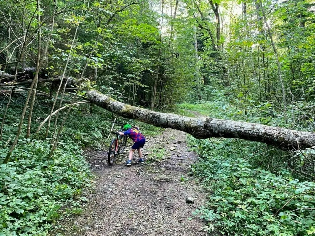 Umgestürzter Baum mitten im Weg