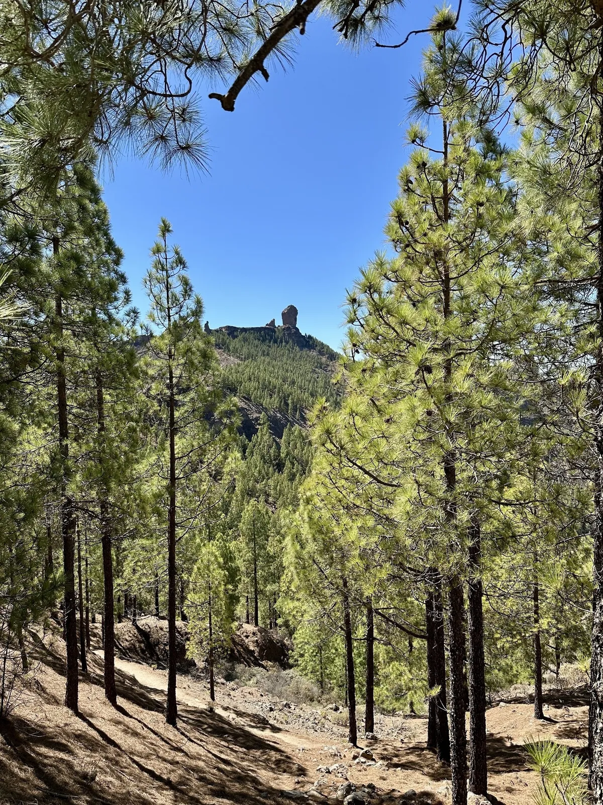 Ein Wald mit hohen Kiefern erstreckt sich vor dem Roque Nublo, vom vermeintlichen Wanderparkplatz aus gesehen  unter einem klaren, blauen Himmel.