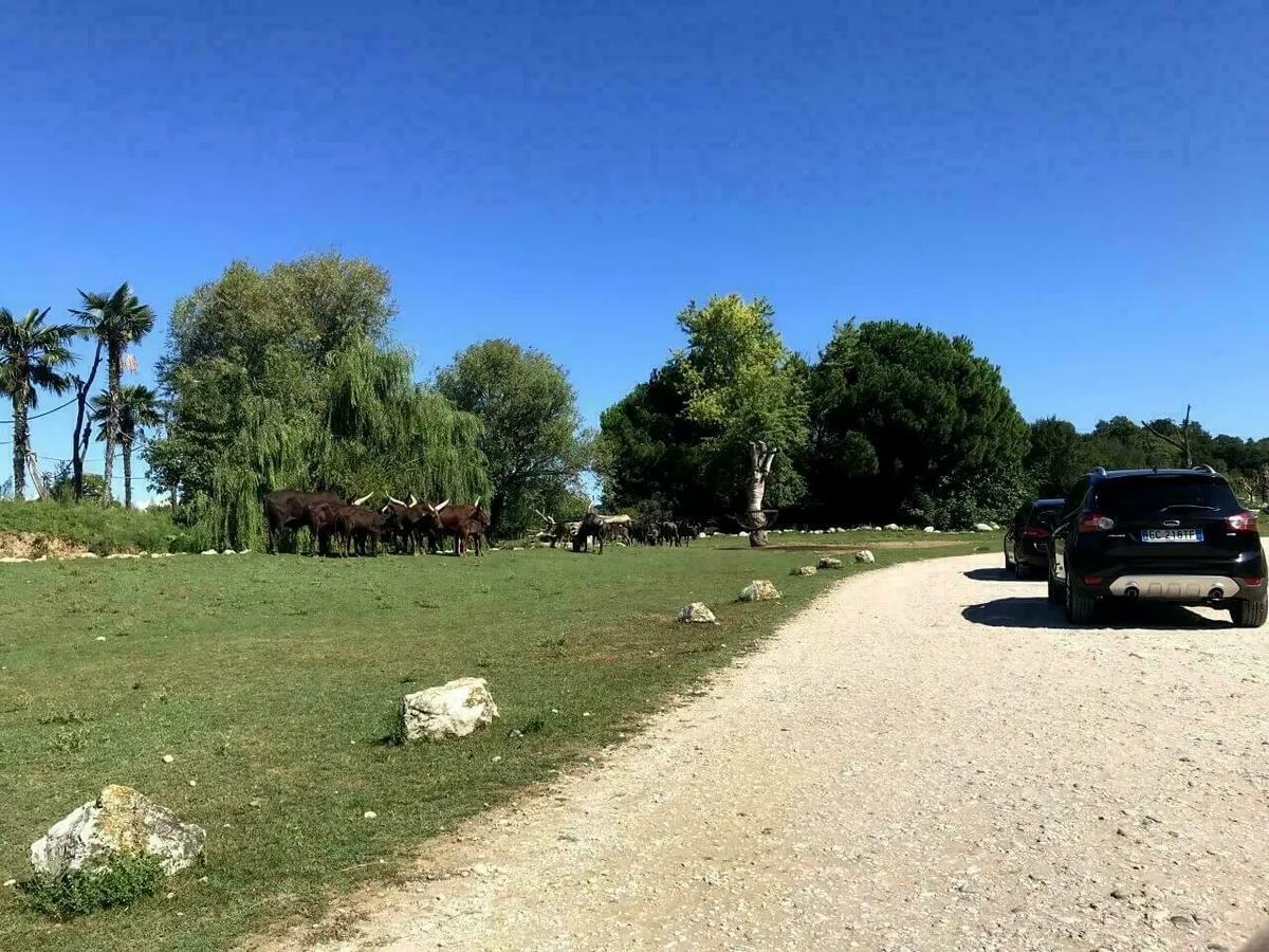 Eine Safari-Szene in einem Tierpark oder Zoo, wo eine Gruppe langhorniger Rinder (möglicherweise Watusi-Rinder) auf einer grünen Wiese steht. Eine Straße führt durch das Gelände, und rechts ist ein Auto zu sehen.