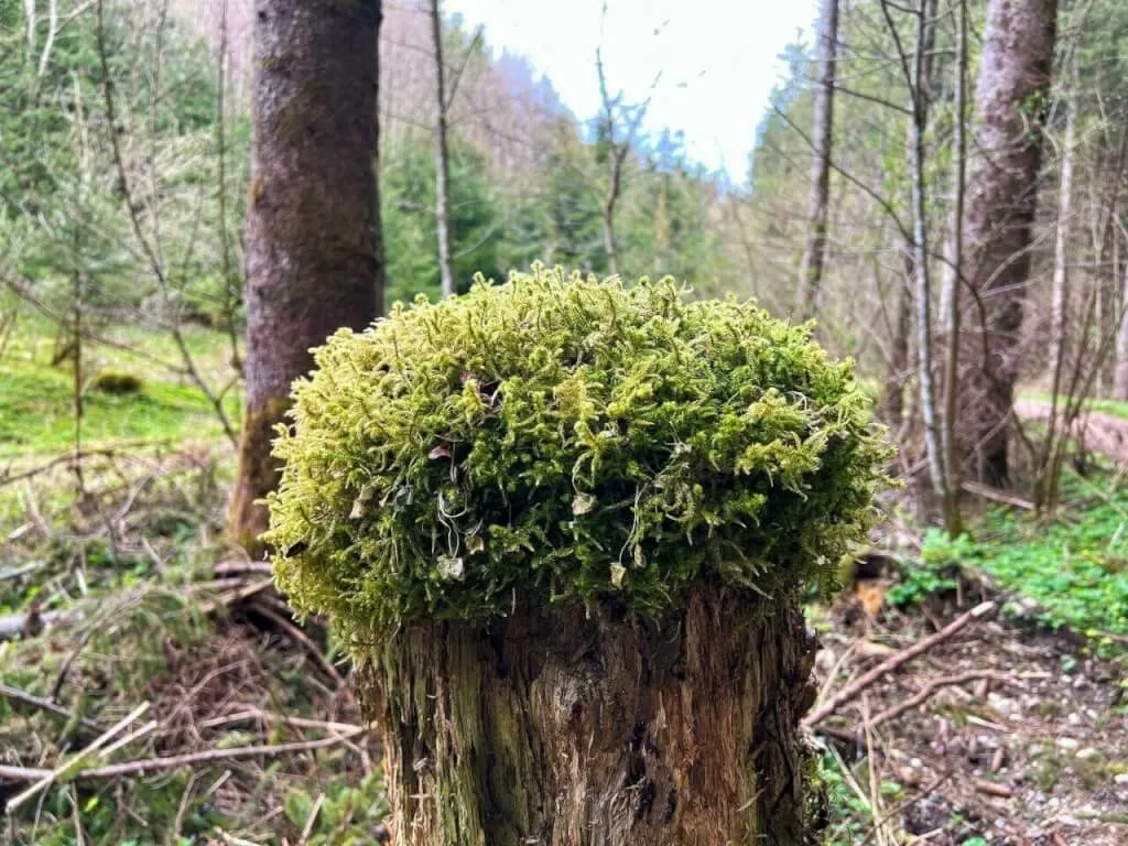 Moos auf einem Baumstumpf im Gleisental.