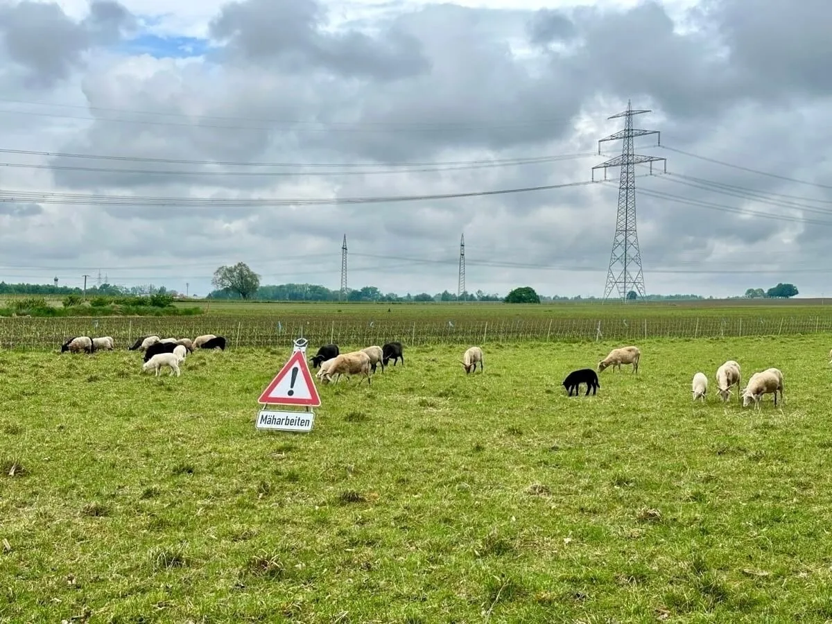 Eine Gruppe von Schafen (helle und dunkle) weidet auf einer großen grünen Wiese unter einem bewölkten Himmel. Im Hintergrund stehen mehrere hohe Strommasten. In der Mitte der Wiese steht ein kleines Warnschild mit einem Ausrufezeichen im Dreieck und dem Text "Mäharbeiten" in schwarzer Schrift.