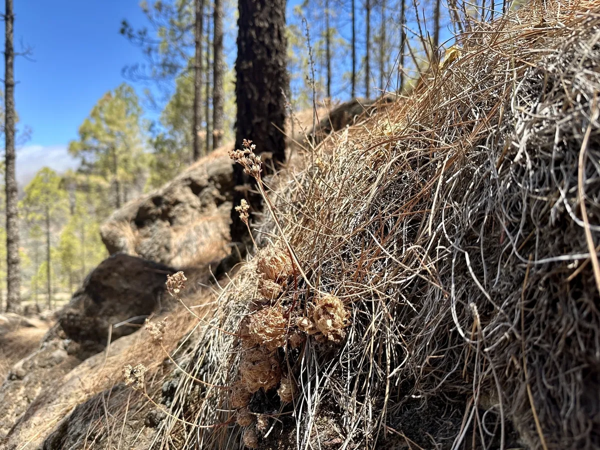 Ein Fokus auf vertrocknete Pflanzen und jede Menge Kiefernnadeln mit einem bewaldeten Hintergrund aus Kiefern.