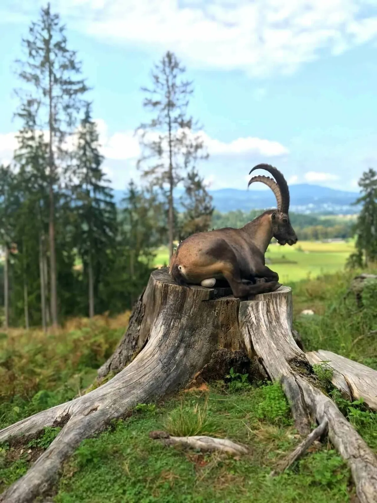 Majestätischer Steinbock im Tierpark Rosegg