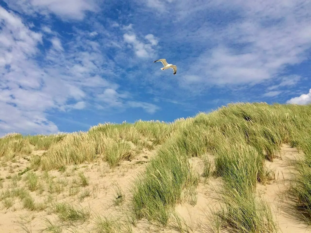 Ein Sanddünengebiet mit Gras ist unter einem Himmel mit Wolken und einer im Wind fliegenden Möwe zu sehen.