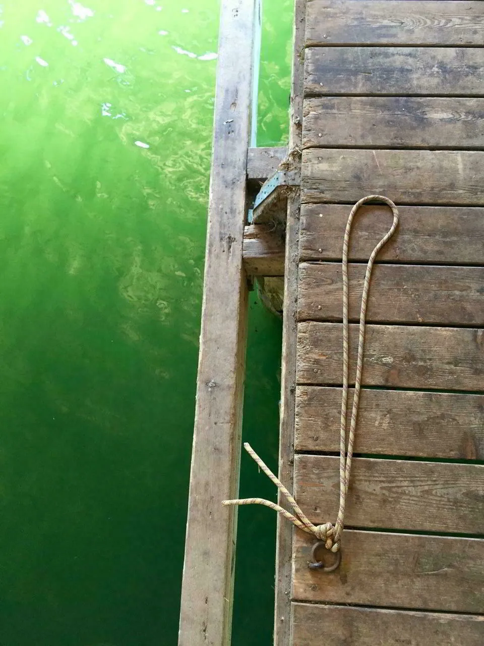 Herrlich grüner Blick vom Bootssteg in den Schliersee