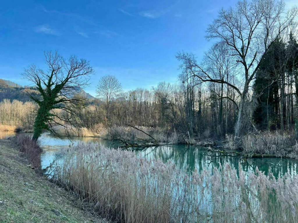 Ruhiges Gewässerufer gesäumt von Schilf und einem markanten, schiefen Baum.