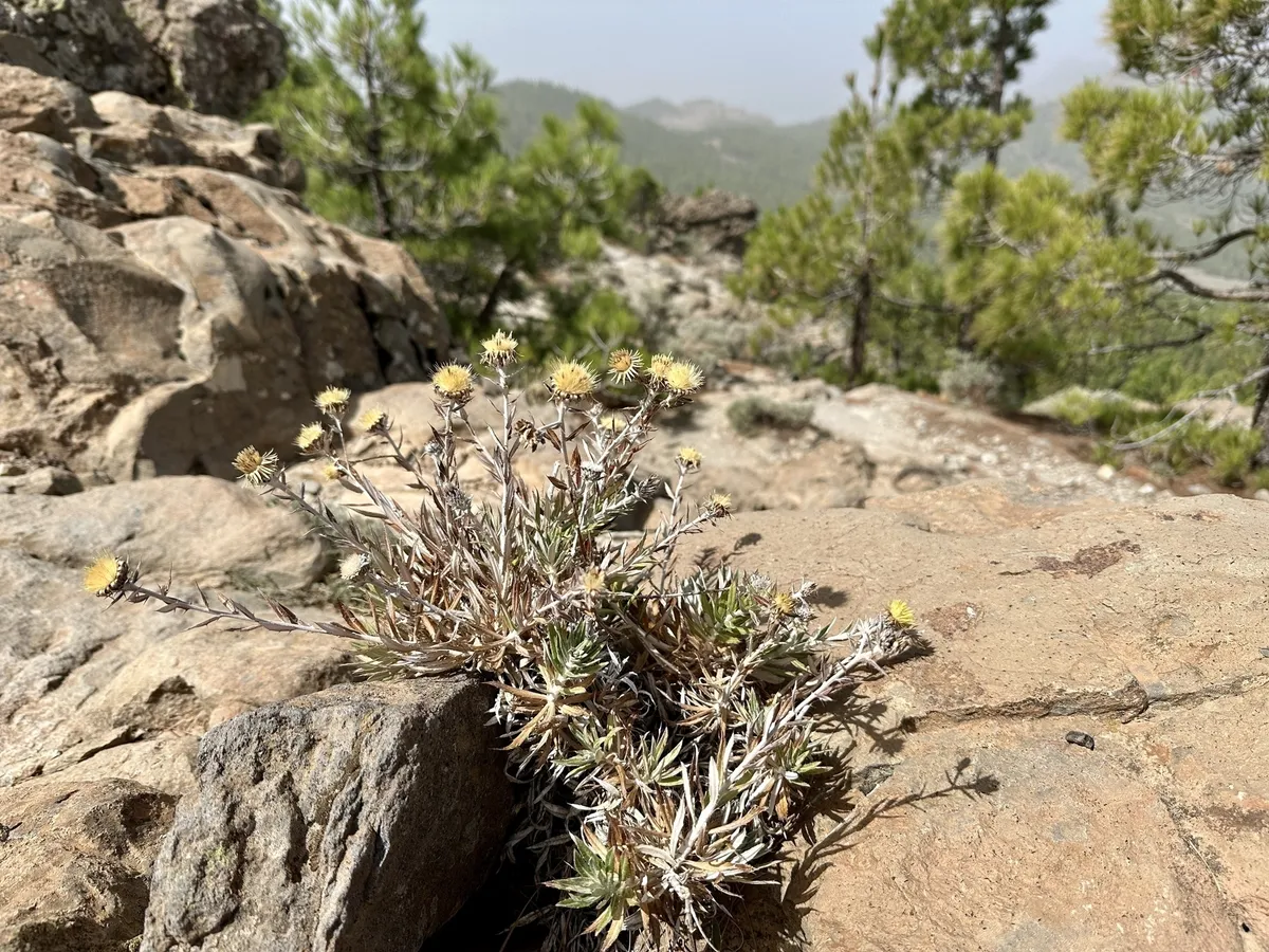Eine stachelige Pflanze mit gelben Blüten wächst auf einem felsigen Untergrund in einer bergigen Landschaft.