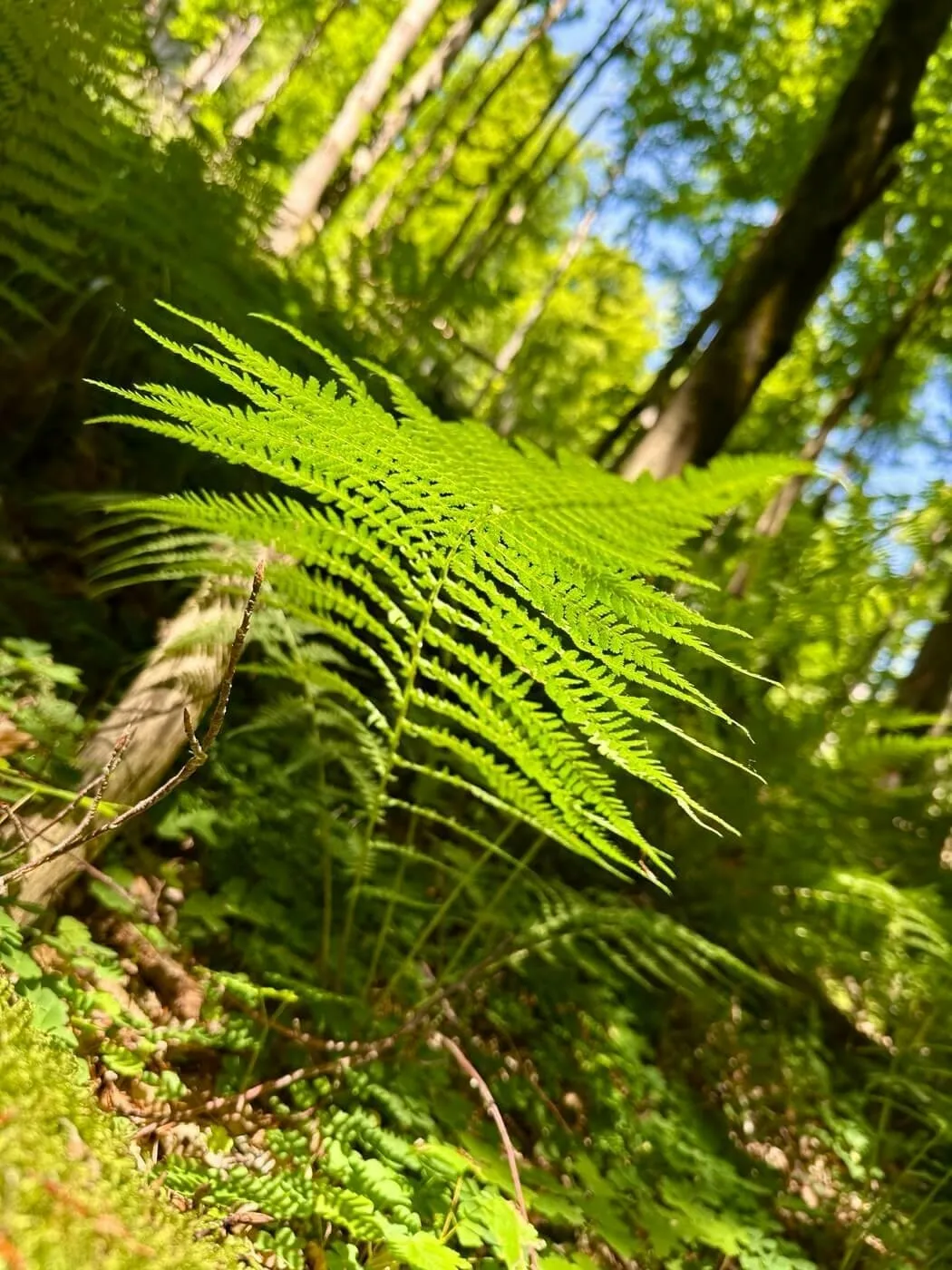 Ein üppiger, grüner Farn breitet sich im Vordergrund eines hellen, bewaldeten Waldes aus.