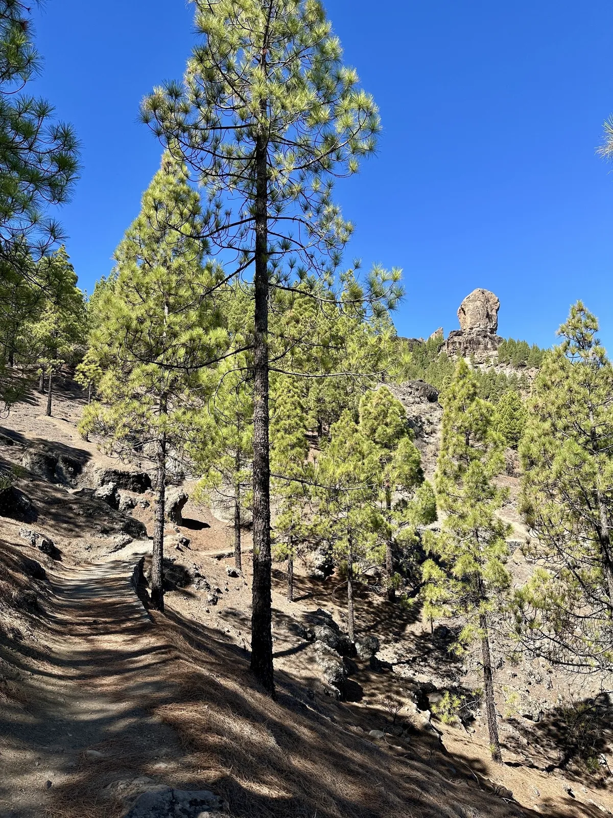 Kiefernbäume säumen einen Wanderweg, der zu einem großen Felsen führt, unter einem klaren blauen Himmel.