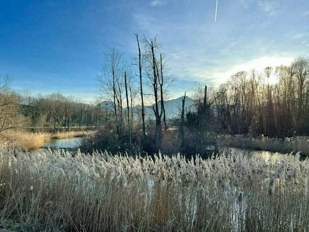 Winterliche Auenlandschaft mit hohem Schilf, kahlen Bäumen und Bergen am Horizont.