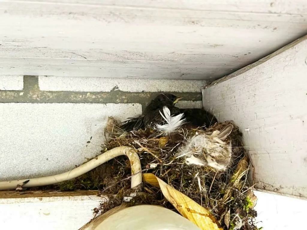 Das Rotschwänzchen ist wieder bei seinen Geschwistern