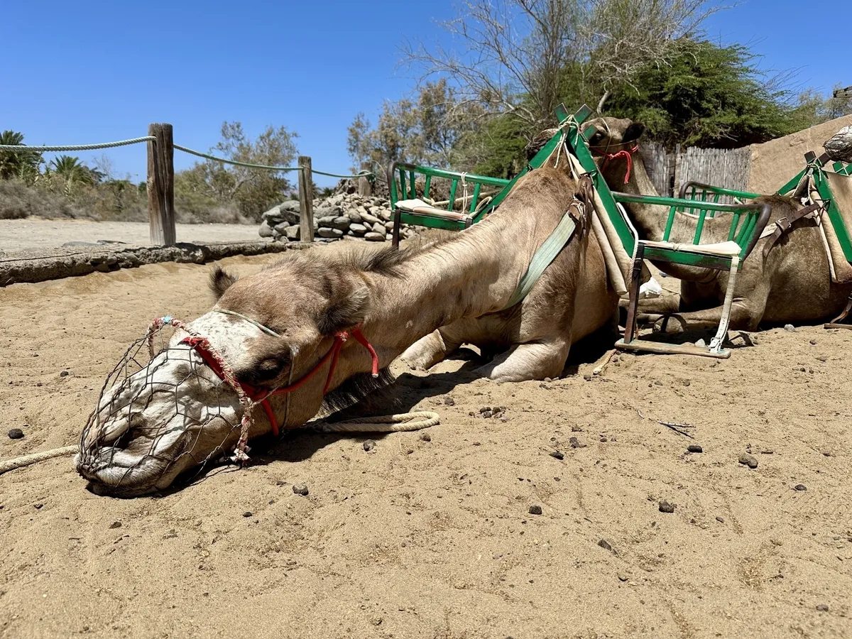 Dromedare liegen auf sandigem Boden und tragen grüne Tragegestelle in den Dünen von Maspalomas.