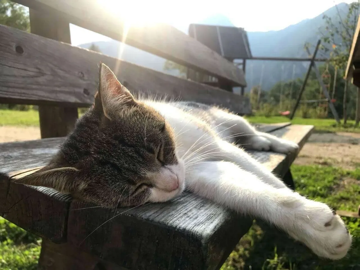 Hofkatze Siglinde am Schlummern in der Sonne