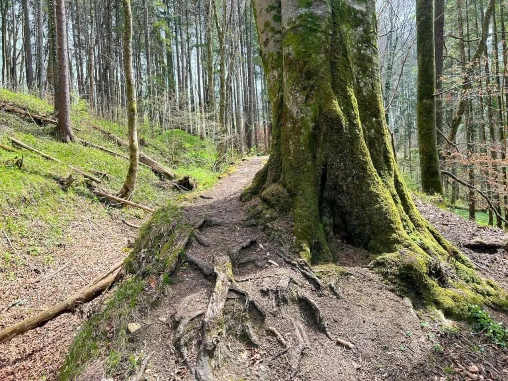 Trail im Wald mit unlustiger Steigung. Aber wer ins Isartal runterfährt, muss halt auch wieder rauf.