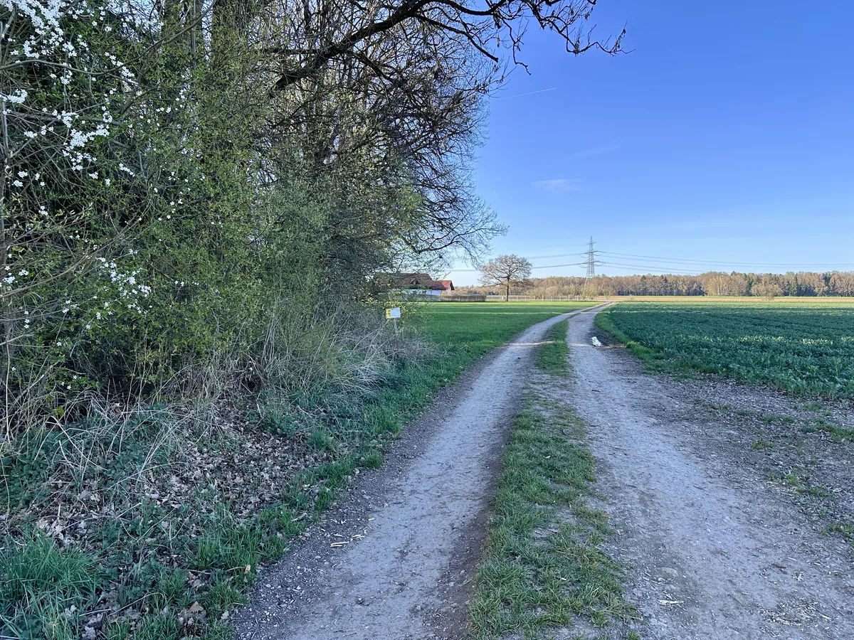 Ein Feldweg teilt sich an einer grünen Wiese, umgeben von Bäumen und Sträuchern. Der Himmel ist klar und blau, während im Hintergrund ein Gebäude sichtbar ist.
