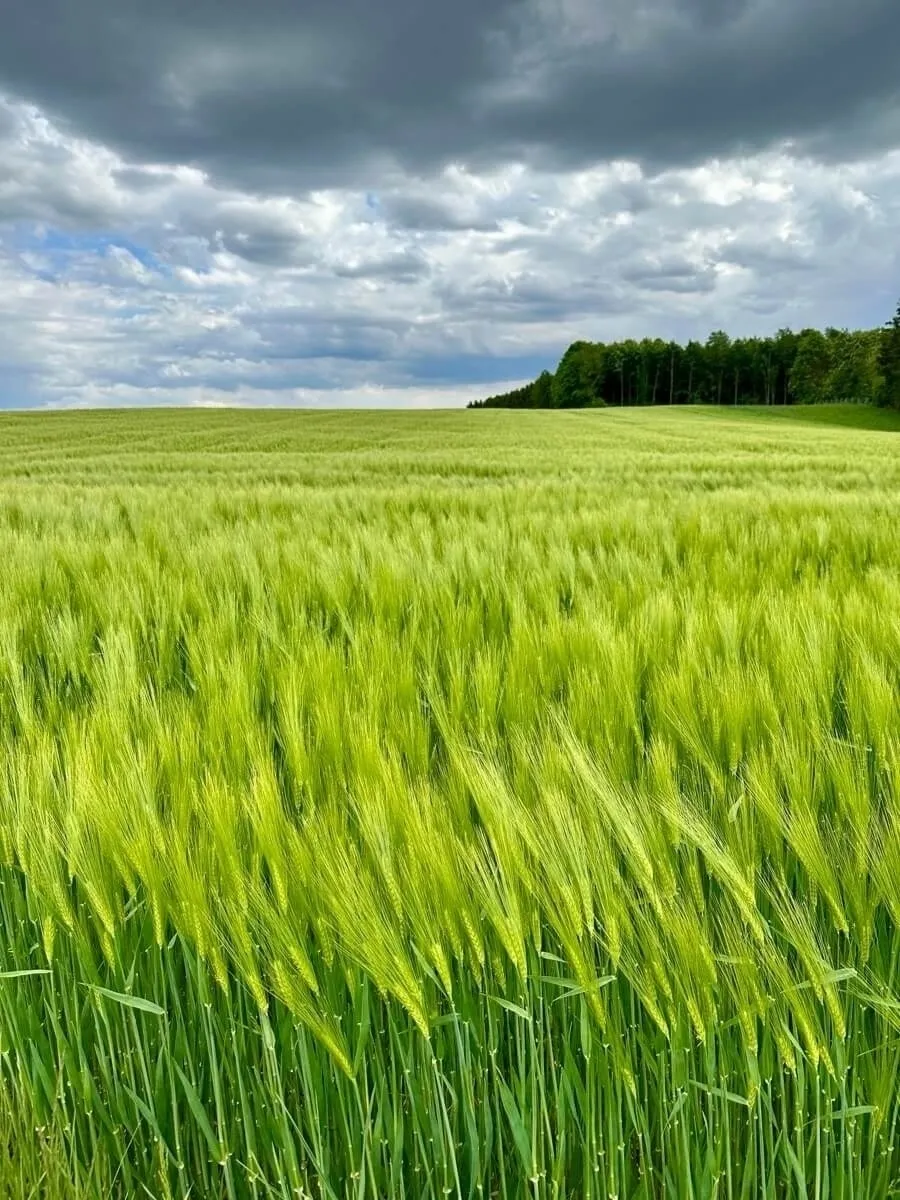 Eine weite Aufnahme eines Feldes mit leuchtend grünem, hochgewachsenem Getreide, wahrscheinlich Gerste, das im Wind weht. Der Horizont wird von einem dunklen Waldstreifen abgeschlossen. Darüber liegt ein dramatischer Himmel mit schweren, grauen Wolken, die sich mit hellblauen Flecken abwechseln.