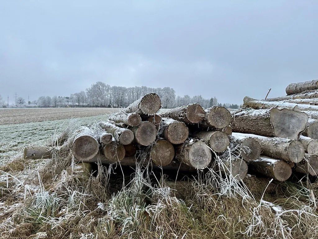 Haufen von gefrorenen Baumstämmen auf einer Wiese, umgeben von leichtem Schnee und Frost. Im Hintergrund sind kahle Bäume und ein grauer Himmel sichtbar.