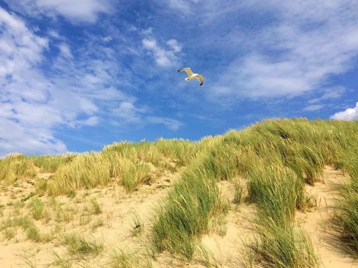 Möwe kreist über einer Düne an einem Strand in Holland