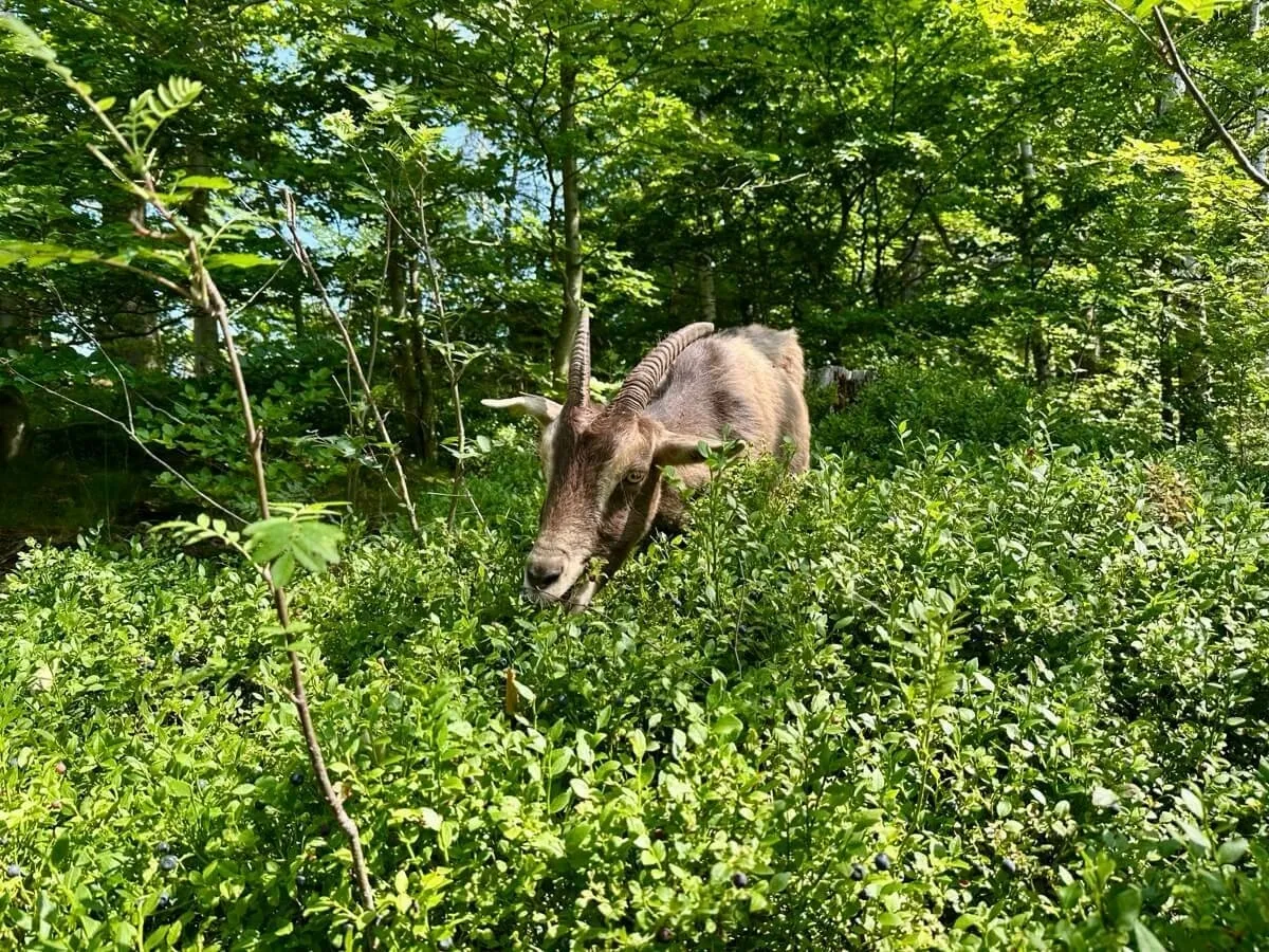 Eine Ziehe grast zwischen üppigem Grün im Wald am Aschenbergstein.