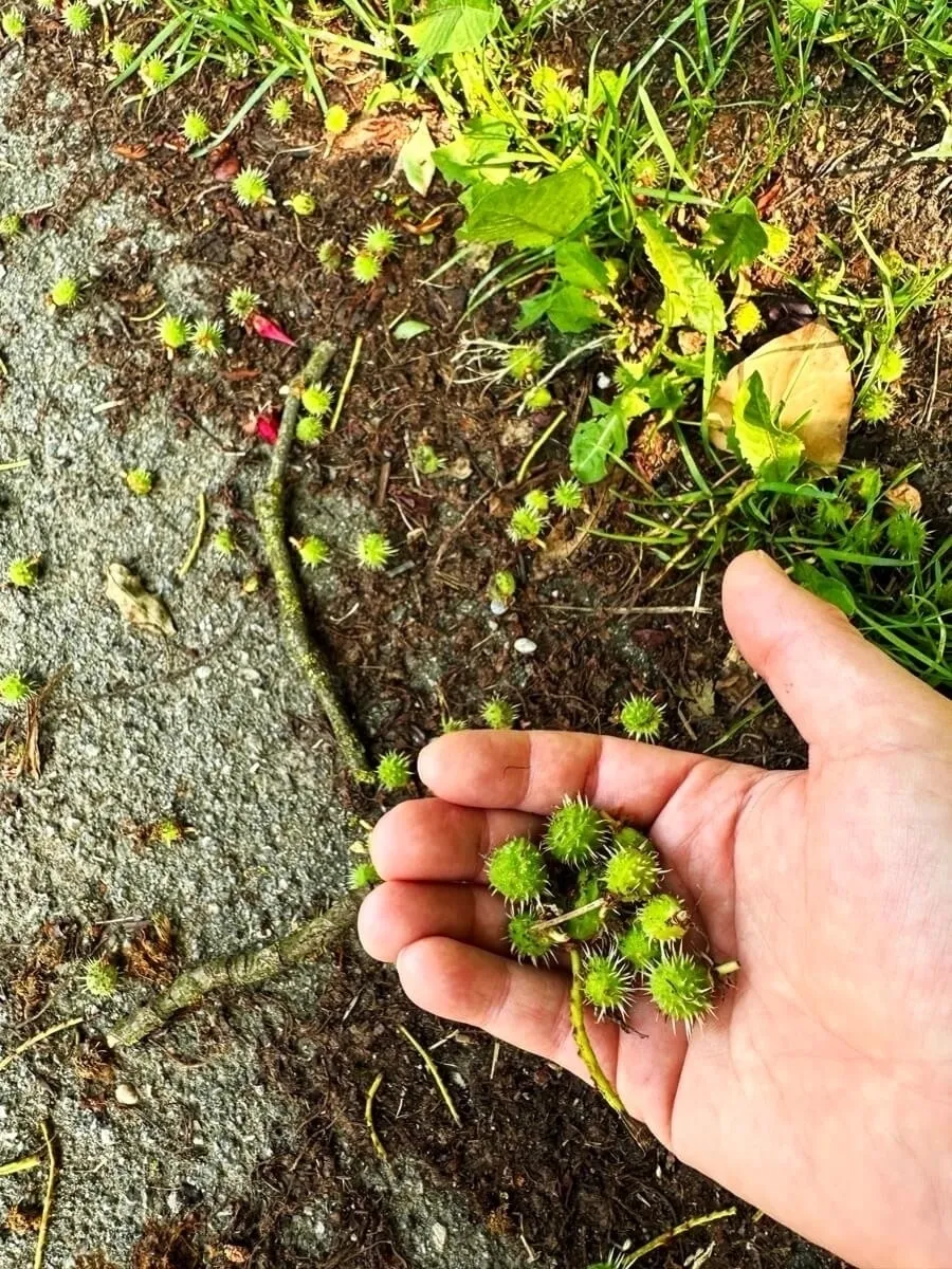 Eine Hand hält mehrere grüne, stachelige Kastanien auf einem Boden aus Erde und Beton, mit verstreuten Blättern und Zweigen.